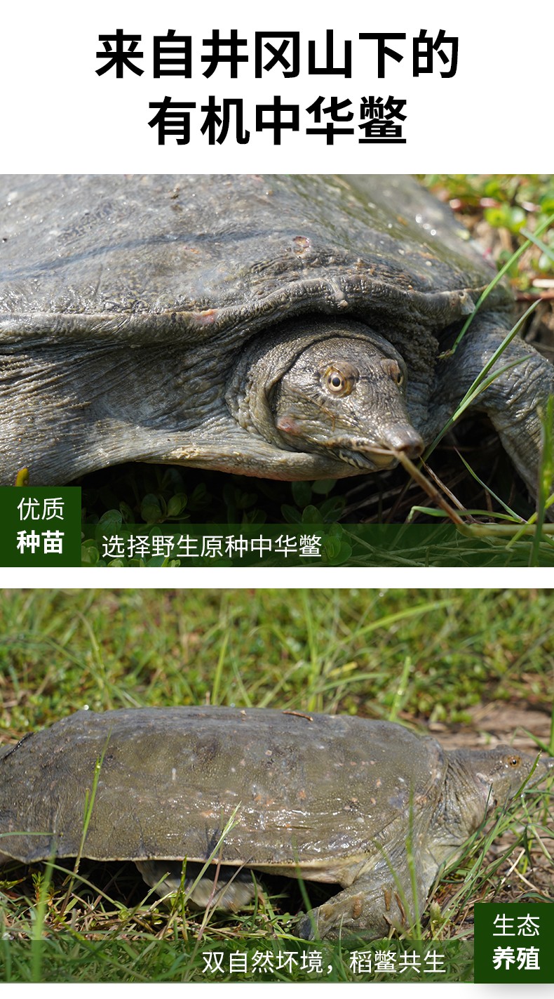 和萬安|生態(tài)農(nóng)業(yè)|有機(jī)食品|綠色食品|稻田共養(yǎng)