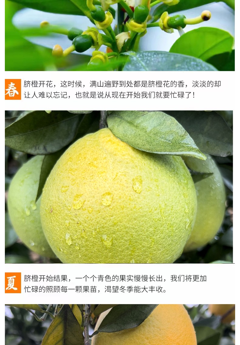 和萬安|生態農業|有機食品|綠色食品|稻田共養